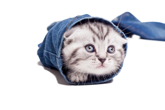 Gattino giocoso. giocoso gattino scottish fold che guarda fuori dalla gamba dei pantaloni dei jeans