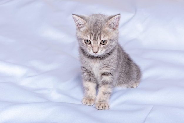 Playful kitten playing on the sofa Fluffy pet is gazing curiously Cute little kitten walking on bed Veterinary care animals cats