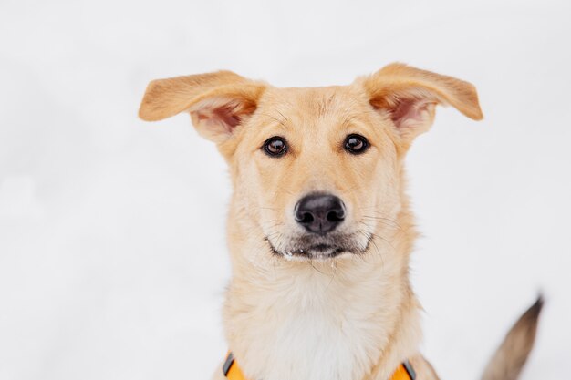 森の中の雪の上に座っている遊び心のある明るい茶色の犬