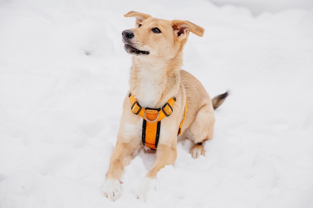 Playful light brown dog sitting on the snow in a forest