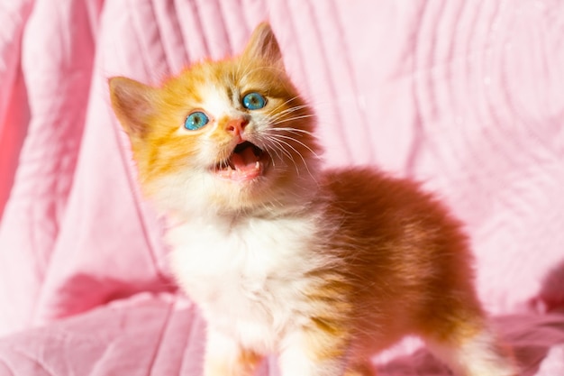 口を開けて遊び心のある小さな赤い子猫健康なペット