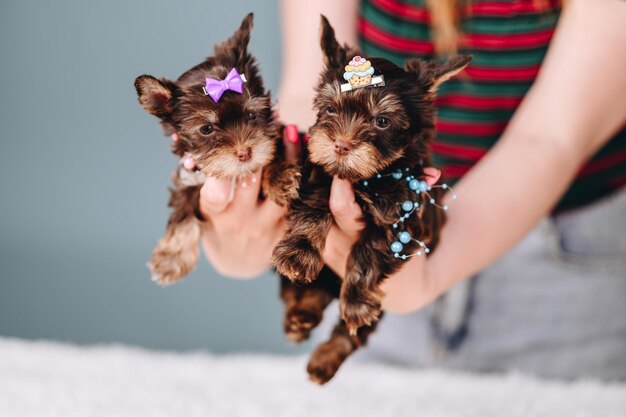 Playful Little Yorkshire Terrier Puppies with Hairpins in human hands on a blue background