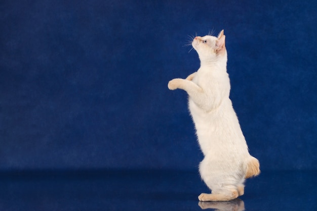 Playful Mekong Bobtail cat standing on rear paws