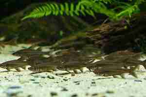 Photo playful minnows schooling near river surface