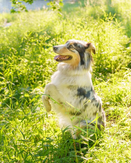 Playful mixed breed dog sitting in begging position with tongue out during walk with owner in field