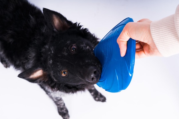 A playful mudi breed dog picking up a blue frisbee with her teeth