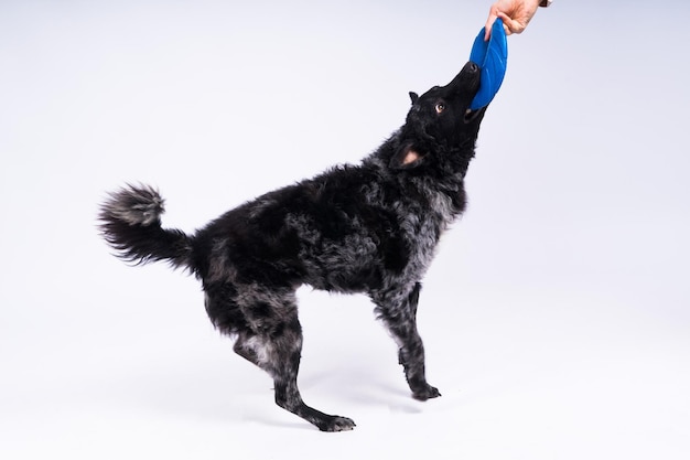 A playful mudi breed dog picking up a blue frisbee with her teeth