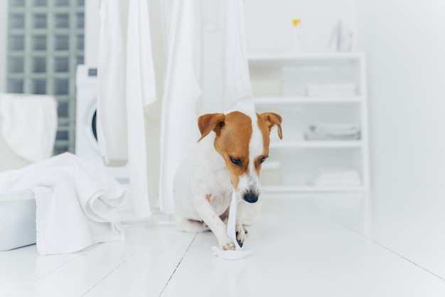 Playful pedigree puppy bites white washed towel sits near clothes dryer in washing room everything is clean and white Laundry time concept