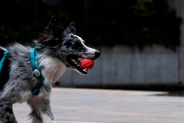 オレンジ色のボールを持つ街の遊び心のある子犬ボーダーコリー