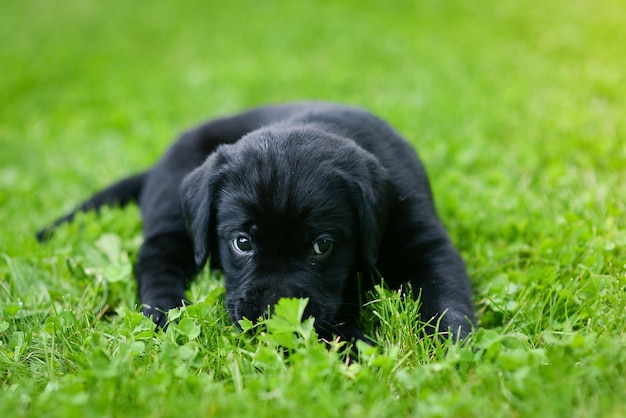 緑の草の上の黒いラブラドールラブラドール子犬の遊び心のある子犬