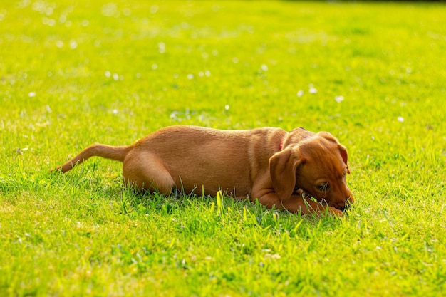 초원에 있는 갈색 vizsla 개의 장난기 많은 강아지