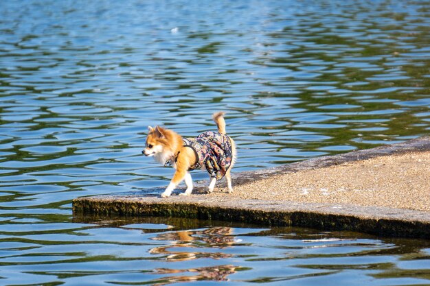 Foto un cucciolo giocoso in riva al lago