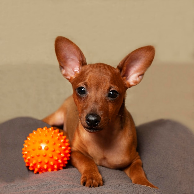 A playful puppy with a ball