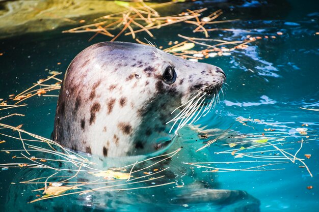 Foto una foca giocosa al sole, una delizia per i fotografi