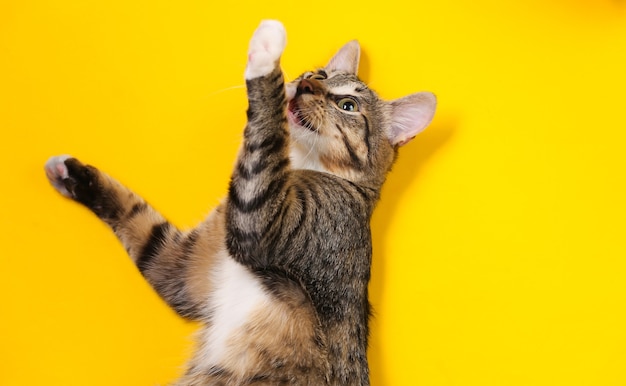 Playful well-groomed kitten lies on yellow background.