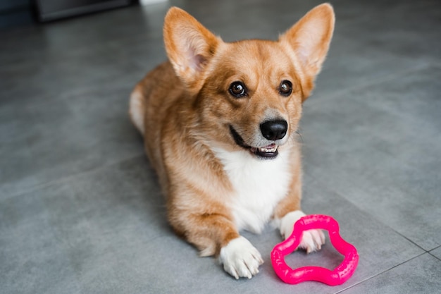 遊び好きなウェルシュ・コーギー・ペンブローク犬は、自宅でおもちゃで遊ぶ準備ができており、国内のペットとのライフスタイル