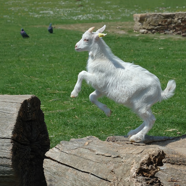 Photo playful white baby goat jumping