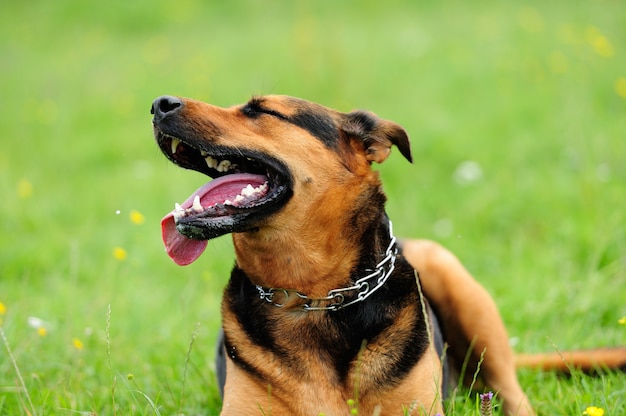 緑の芝生の上の遊び心のある犬