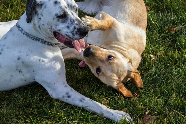 Playing dogs on a park. Labrador and dalmatian