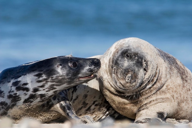 写真 ハイイロアザラシ halichoerus grypus で遊ぶ