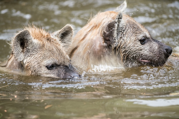 Giocare a iena nell'acqua