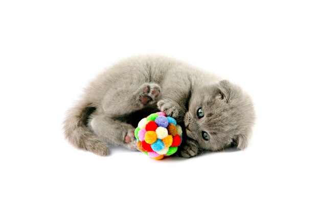 playing kitten with a ball on a white background