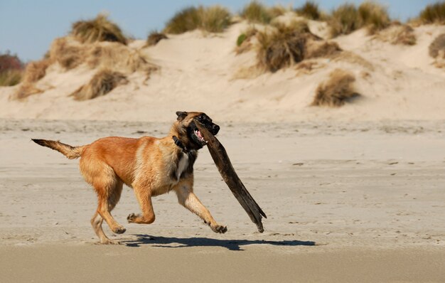 Playing sheepdog