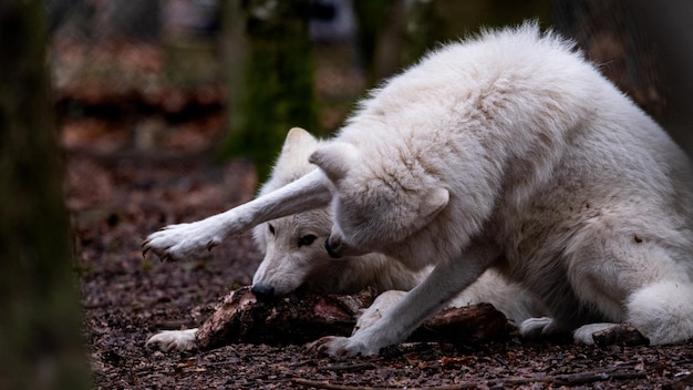 Photo playing wolf