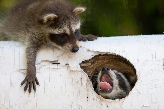 写真 若いアライグマと遊ぶ