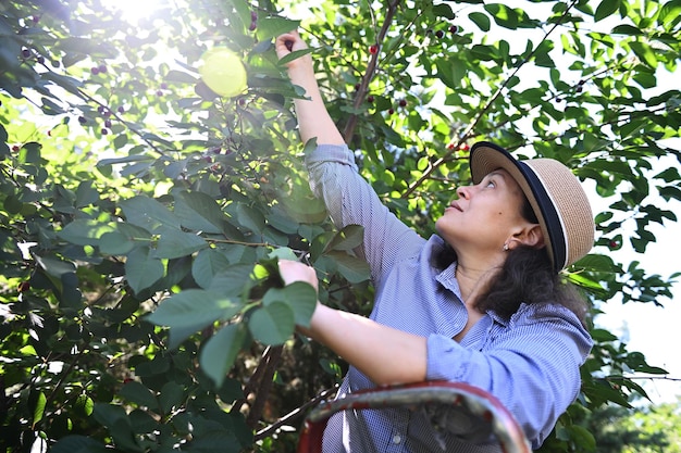 Foto piacevole donna caucasica con un cappello di paglia che raccoglie ciliegie mature mentre i raggi di sole cadono su un frutteto biologico di campagna