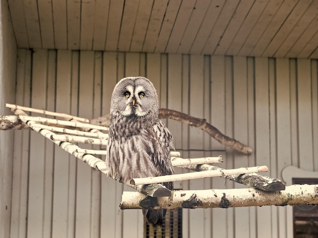 Please allow it to fly great grey owl with cryptic plumage cute\
owl bird with large eyes and hawk beak owl perched in zoo cage prey\
bird of typical owl family