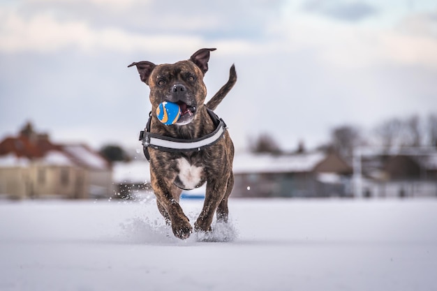 Photo please throw my ball again