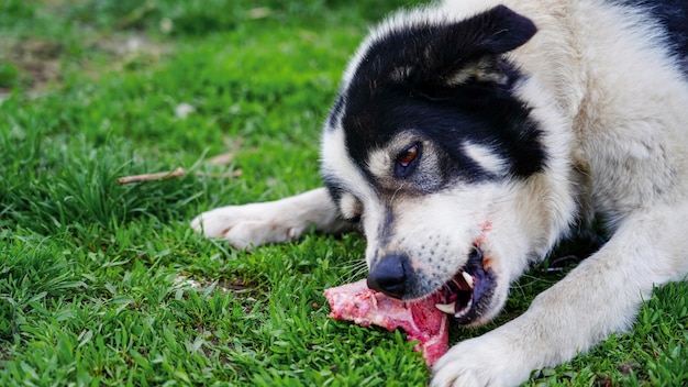 Pleased and happy dog eating meat on bone lying on green grass