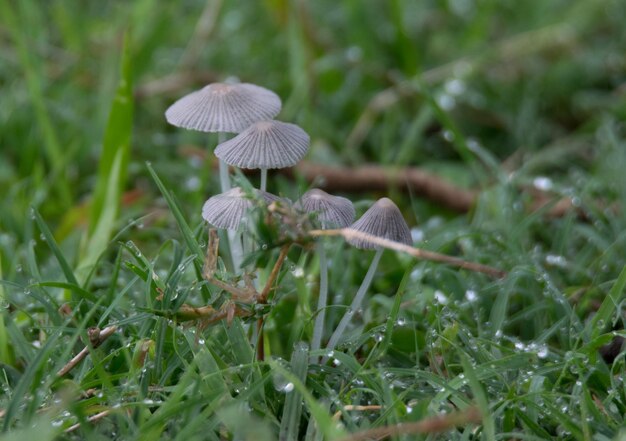 Photo pleated inkcaps after a heavy rain in green-wood cemetery