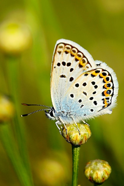Plebejus argus of kleine snuitvlinder is een vlinder uit de familie van de lycaenidae