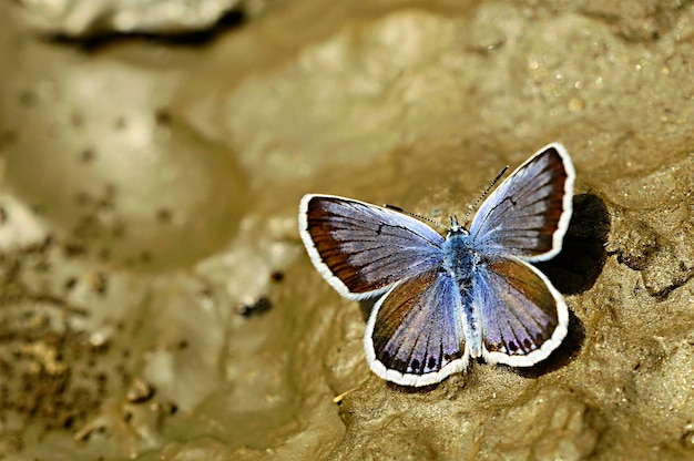 Plebejus argus or small snout butterfly is a species of butterfly of the lycaenidae family