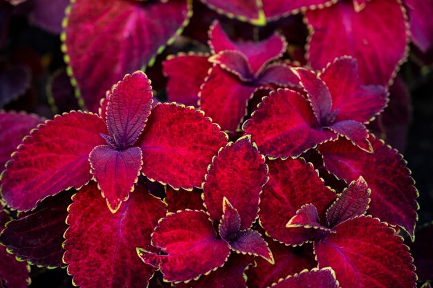 Plectranthus scutellarioides. Coleus Bloom Zon Chocolade Bedekt. tuin wilde plant