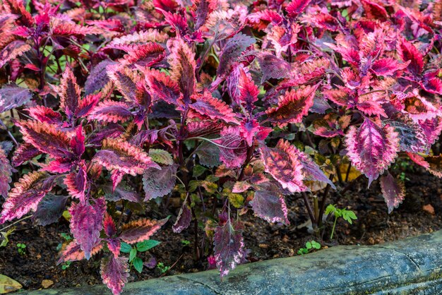 Plectranthus scutellarioides обычно