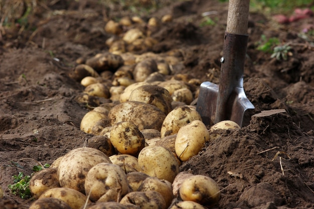 Plentiful potato harvest on the of a garden shovel