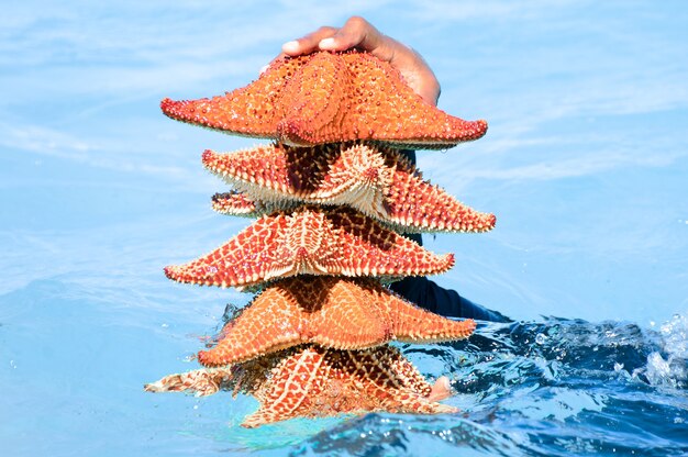 Plenty of beautiful starfish