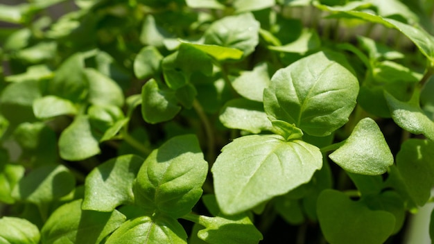 Un sacco di germogli di basilico verde