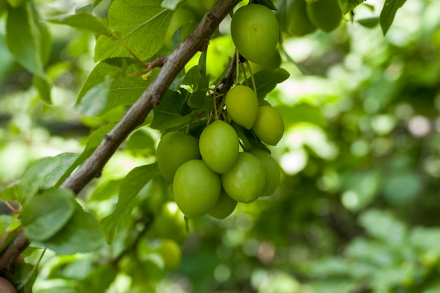 Plenty of green sour plum fruit on the tree