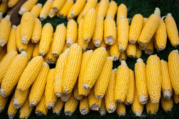 Plenty of organic peeled ears of corn after Autumn harvest