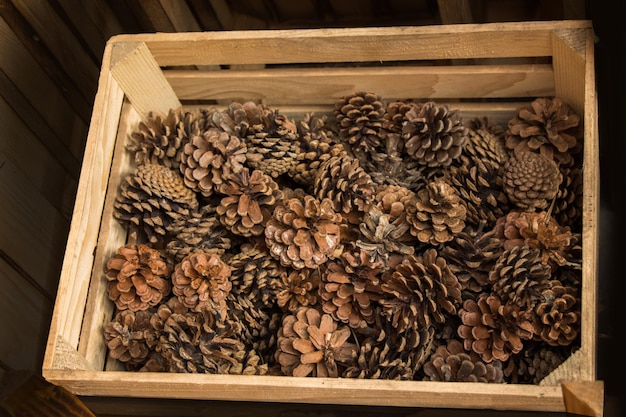 Plenty of Pine cones