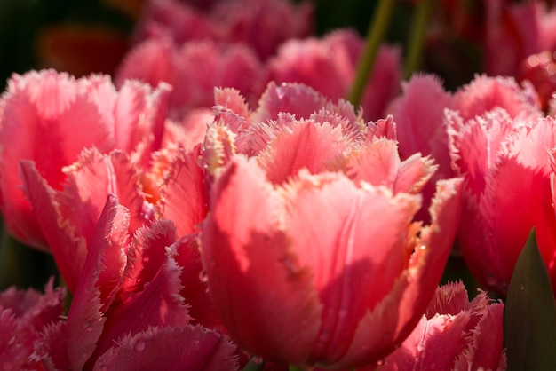 Plenty of red tulips with curly petals