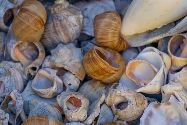 Plenty of seashells on the sea shore