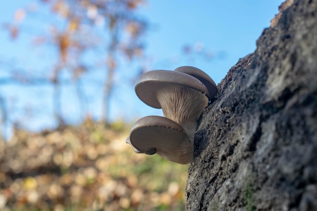 Pleurotus ostreatus op een berkenstam