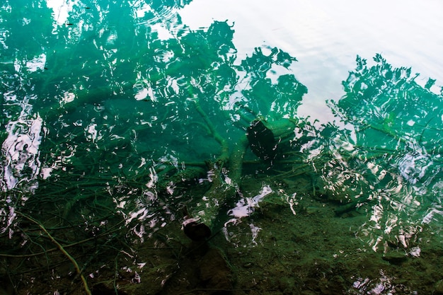 크로아티아의 플리트비체 호수는 청록색 물에 쓰러진 나무가 있는 아름다운 여름 풍경