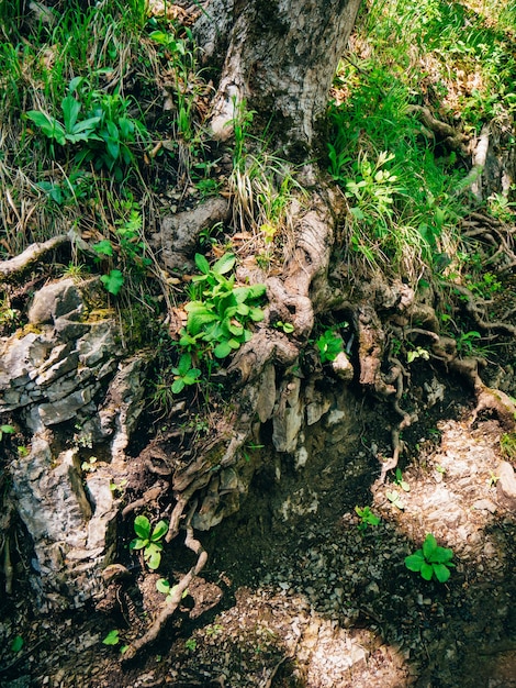 プリトヴィツェ湖群クロアチア国立公園の領土