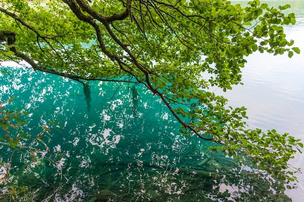 Plitvicemeren in het mooie zomerlandschap van Kroatië met boomtakken tegen turkoois water